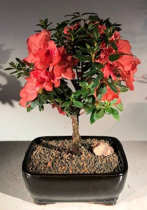 Flowering Tropical Duc De Rohan Azalea Bonsai Tree (southern indica) Image
