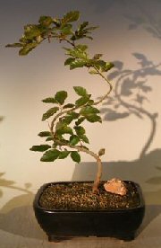 Copper Beech Bonsai TreeTrained S shaped trunk(fagus sylvatica 'purpurea') Image