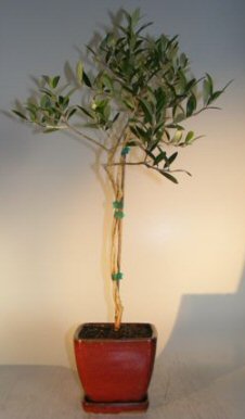 Flowering and Fruiting Arbequina Olive Bonsai Tree - Twist Style (arbequina) Image