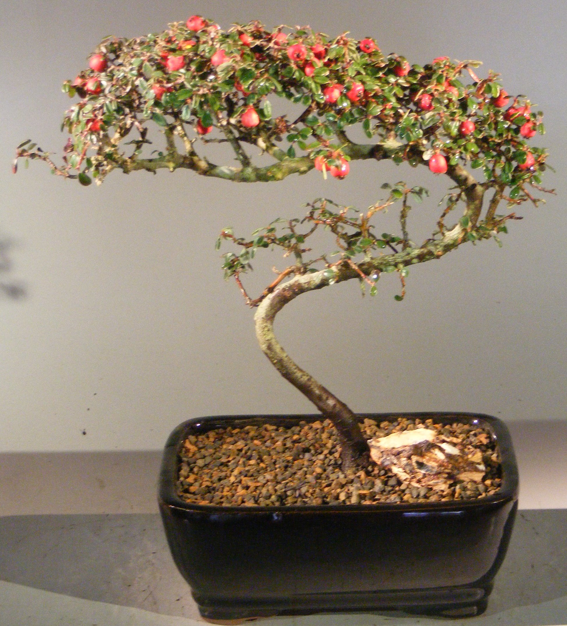 Flowering & Fruiting Evergreen Cotoneaster Bonsai TreeCurved Trunk Style(dammeri 'streibs findling') Image