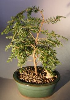 Canadian Hemlock Prostrate Bonsai Tree(tsuga canadensis 'coles prostrate') Image