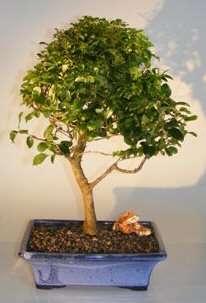 Flowering Ligustrum Bonsai Tree - LargeUpright Style Image