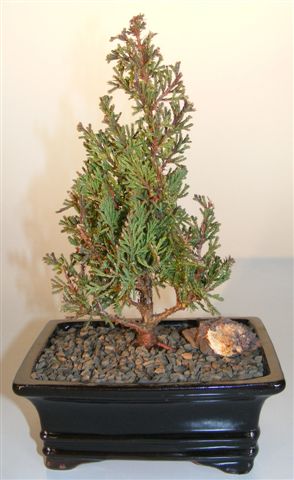Atlantic White Cedar Bonsai Tree (cupressaceae chamaecyparis 'thyoides top point') Image