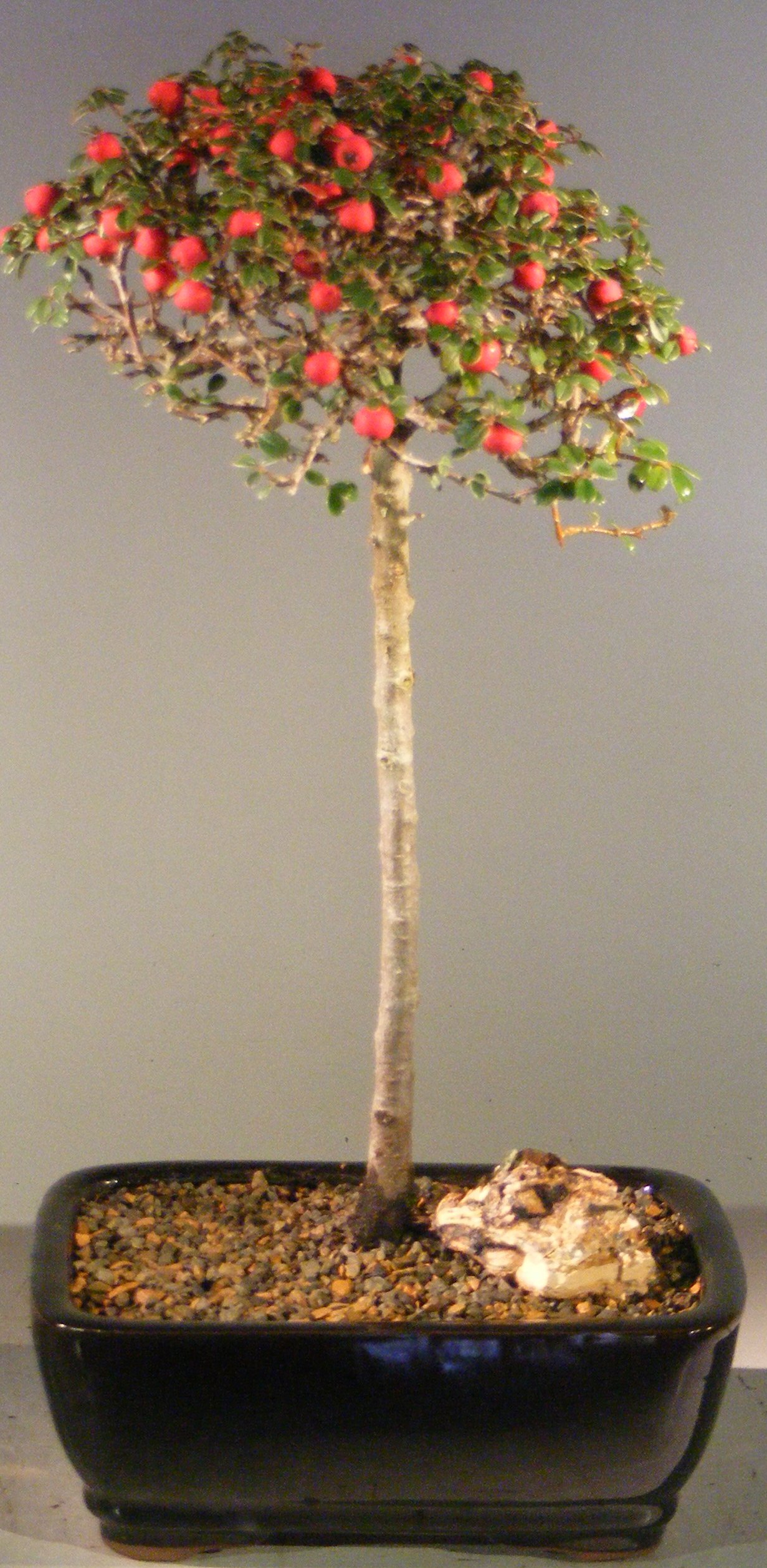 Flowering & Fruiting Evergreen Cotoneaster Bonsai Tree Upright Style(dammeri 'streibs findling') Image