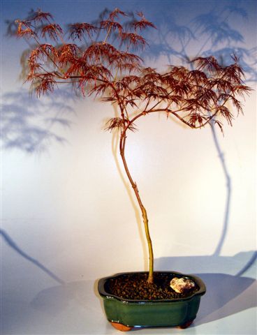 Japanese Red Filgree Lace Maple Bonsai Tree (acer palmatum dissectum) Image