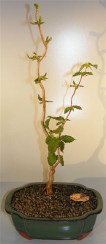 Walking Stick Bonsai Tree (corylus avellana 'contorta') Image