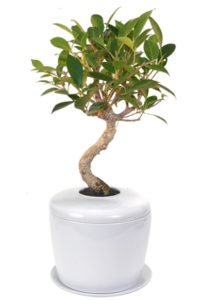 Ficus Retusa Curved Trunk Bonsai Tree & Porcelain Ceramic Cremation Urnwith Matching Humidity / Drip Tray Image