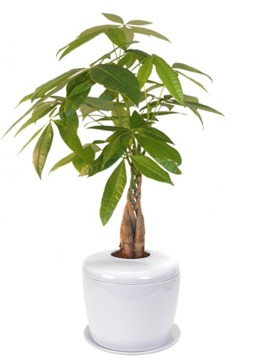 Braided Money Bonsai Tree <i>(pachira aquatica)</i><br> and Porcelain Ceramic Cremation Urn<br>with Matching Humidity / Drip Tray