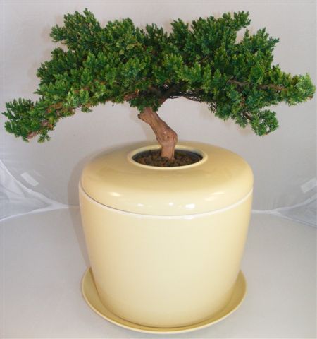 Monterey Juniper Preserved Bonsai Tree (Not a Living Tree) and Porcelain Ceramic Cremation Urnwith Matching Humidity / Drip Tray Image