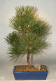 Japanese Black Pine - 17