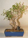 Taiwan Ficus (ficus
                                             retusa)