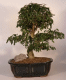 Ligustrum (ligustrum
                                    lucidum)