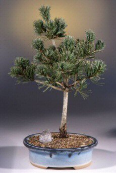 Japanese White Pine (pinus parvifolia 'adocks')