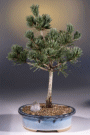 Japanese White Pine
                                             (pinus parvifolia 'adocks')