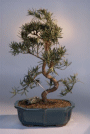 Podocarpus (podocarpus macrophyllus)