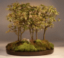 Trident Maple (Acer
                           Buergerianum)