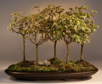 Trident Maple (Acer Buergerianum)