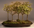 Trident Maple (Acer
                                    Buergerianum)