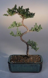 Juniper Karate Kid Tree (juniper procumbens nana)