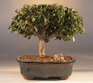 Ficus Too Little (ficus benjamina 'too little')