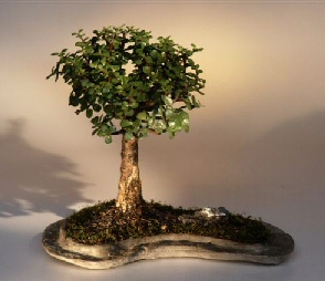 unknown Baby Jade on Rock Slab Bonsai Tree<br><i>(Portlacaria Afra)</i>