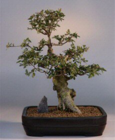 Chinese Elm (ulmus parvifolia)