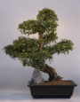 Chinese Elm (ulmus
                           parvifolia)