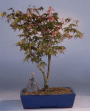 Japanese Maple Variegated (acer pakmatum 'variegata')