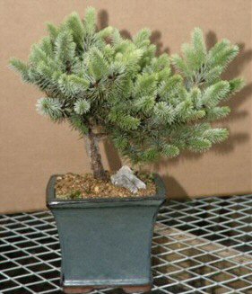 Blue Spruce - 14"x11"x16"  (picea pungens 'saint mary's broom')