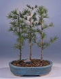 Japanese Larch (larix
                                    leptolepsis)