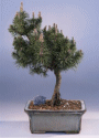 Mugo Pine (pinus mugo 'ironside')