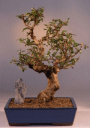 Fukien Tea (carmona)