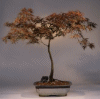 Japanese Laceleaf
                                             Maple (acer palmatum 'laceleaf')