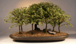 Chinese Elm (ulmus
                           parvifolia)