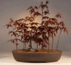 Japanese Red Maple
                                             (acer palmatum 'atropurpurea')