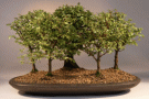 Chinese Elm (ulmus
                                    parvifolia)