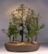 Dawn Redwood (metasequoia
                                             glyptostroboides)
