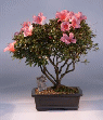 Chinzan Azalea (satzuki
                           azalea 'chinzan')