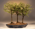 Chinese Elm (ulmus
                                    parvifolia)