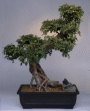 Chinese Elm (ulmus
                           parvifolia)