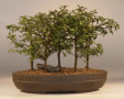 Chinese Elm (ulmus
                                    parvifolia)