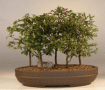 Chinese Elm (ulmus
                                    parvifolia)