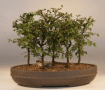 Chinese Elm (ulmus
                                             parvifolia)