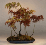 Japanese Red/Green
                                    Maple (acer palmatum)