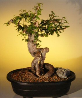 elephant tree bonsai