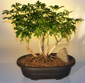 Hawaiian Umbrella Bonsai Tree - Multi-Trunk Style  (arboricola schefflera)