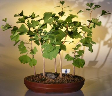 Bonsai Tree Seeds on Ginkgo Bonsai Tree Ginkgo Biloba