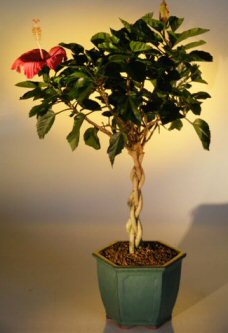 unknown Flowering Tropical Red Hibiscus<br>Braided Trunk<br><i>(rosa sinsensis)</i>