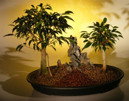 Oriental Ficus Bonsai Tree - Double Planting with Rock Landscape  (ficus benjamina 'orientalis')