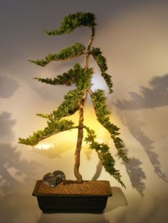 Juniper Bonsai Tree  (juniper procumbens nana)